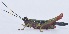  (Ortalacris azureiceps - MECN_FC_1509)  @11 [ ] CC-BY-NC-ND (2024) Instituto Nacional de Biodiversidad, Ecuador Instituto Nacional de Biodiversidad, Ecuador