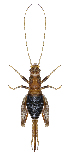  ( - 1010346)  @11 [ ] Unspecified (default): All Rights Reserved (2022) Unspecified Institute of Ecology, Ilia State University