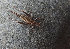 ( - 1010358)  @11 [ ] Unspecified (default): All Rights Reserved (2022) Unspecified Institute of Ecology, Ilia State University