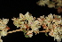  (Eriogonum tomentosum - OSBAR000001)  @11 [ ] Copyright (2014) Florida Museum of Natural History Florida Museum of Natural History
