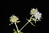  ( - OSBAR000002)  @11 [ ] Copyright (2014) Florida Museum of Natural History Florida Museum of Natural History