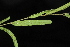  ( - OSBAR000040)  @11 [ ] Copyright (2014) Florida Museum of Natural History Florida Museum of Natural History
