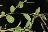  ( - OSBAR000041)  @11 [ ] Copyright (2014) Florida Museum of Natural History Florida Museum of Natural History
