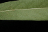  ( - OSBAR000043)  @11 [ ] Copyright (2014) Florida Museum of Natural History Florida Museum of Natural History