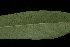  ( - OSBAR000043)  @11 [ ] Copyright (2014) Florida Museum of Natural History Florida Museum of Natural History
