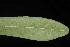  ( - OSBAR000043)  @11 [ ] Copyright (2014) Florida Museum of Natural History Florida Museum of Natural History
