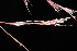  ( - OSBAR000044)  @11 [ ] Copyright (2014) Florida Museum of Natural History Florida Museum of Natural History