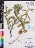  (Stillingia sylvatica - OSBAR000046)  @11 [ ] Copyright (2014) Florida Museum of Natural History Florida Museum of Natural History