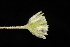  ( - OSBAR000050)  @11 [ ] Copyright (2014) Florida Museum of Natural History Florida Museum of Natural History