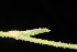  ( - OSBAR000050)  @11 [ ] Copyright (2014) Florida Museum of Natural History Florida Museum of Natural History