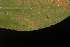  ( - OSBAR000050)  @11 [ ] Copyright (2014) Florida Museum of Natural History Florida Museum of Natural History