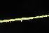  ( - OSBAR000052)  @11 [ ] Copyright (2014) Florida Museum of Natural History Florida Museum of Natural History