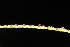  ( - OSBAR000052)  @11 [ ] Copyright (2014) Florida Museum of Natural History Florida Museum of Natural History