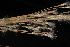  ( - OSBAR000056)  @11 [ ] Copyright (2014) Florida Museum of Natural History Florida Museum of Natural History