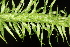  ( - OSBAR000077)  @11 [ ] Copyright (2014) Florida Museum of Natural History Florida Museum of Natural History