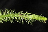  ( - OSBAR000077)  @11 [ ] Copyright (2014) Florida Museum of Natural History Florida Museum of Natural History