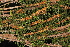  ( - OSBAR000098)  @11 [ ] Copyright (2014) Florida Museum of Natural History Florida Museum of Natural History