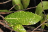  ( - OSBAR000099)  @11 [ ] Copyright (2014) Florida Museum of Natural History Florida Museum of Natural History