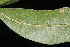  ( - OSBAR000101)  @11 [ ] Copyright (2014) Florida Museum of Natural History Florida Museum of Natural History