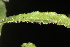  ( - OSBAR000115)  @11 [ ] Copyright (2014) Florida Museum of Natural History Florida Museum of Natural History