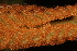  ( - OSBAR000118)  @11 [ ] Copyright (2014) Florida Museum of Natural History Florida Museum of Natural History