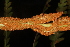  ( - OSBAR000118)  @11 [ ] Copyright (2014) Florida Museum of Natural History Florida Museum of Natural History