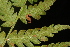  ( - OSBAR000118)  @11 [ ] Copyright (2014) Florida Museum of Natural History Florida Museum of Natural History
