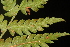  ( - OSBAR000118)  @11 [ ] Copyright (2014) Florida Museum of Natural History Florida Museum of Natural History