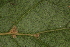  ( - OSBAR000121)  @11 [ ] Copyright (2014) Florida Museum of Natural History Florida Museum of Natural History