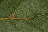  ( - OSBAR000121)  @11 [ ] Copyright (2014) Florida Museum of Natural History Florida Museum of Natural History