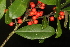  (Ilex cassine - OSBAR000122)  @11 [ ] Copyright (2014) Florida Museum of Natural History Florida Museum of Natural History