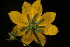  (Bidens mitis - OSBAR000136)  @11 [ ] Copyright (2014) Florida Museum of Natural History Florida Museum of Natural History