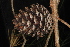  ( - OSBAR000158)  @11 [ ] Copyright (2014) Florida Museum of Natural History Florida Museum of Natural History