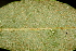  ( - OSBAR000176)  @11 [ ] Copyright (2014) Florida Museum of Natural History Florida Museum of Natural History