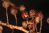 ( - OSBAR000176)  @11 [ ] Copyright (2014) Florida Museum of Natural History Florida Museum of Natural History