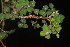  ( - OSBAR000188)  @11 [ ] Copyright (2014) Florida Museum of Natural History Florida Museum of Natural History