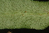  ( - OSBAR000193)  @11 [ ] Copyright (2014) Florida Museum of Natural History Florida Museum of Natural History