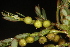  ( - OSBAR000214)  @11 [ ] Copyright (2014) Florida Museum of Natural History Florida Museum of Natural History