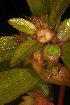  (Acalypha gracilens - OSBAR000215)  @11 [ ] Copyright (2014) Florida Museum of Natural History Florida Museum of Natural History