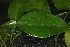  ( - OSBAR000223)  @11 [ ] Copyright (2014) Florida Museum of Natural History Florida Museum of Natural History