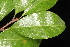  (Sideroxylon tenax - OSBAR000238)  @11 [ ] Copyright (2014) Florida Museum of Natural History Florida Museum of Natural History