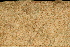  ( - OSBAR000238)  @11 [ ] Copyright (2014) Florida Museum of Natural History Florida Museum of Natural History