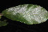  (Castanea pumila - OSBAR000250)  @11 [ ] Unspecified (default): All Rights Reserved (2014) Florida Museum of Natural History Florida Museum of Natural History