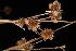 ( - OSBAR000254)  @11 [ ] Copyright (2014) Florida Museum of Natural History Florida Museum of Natural History