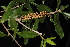 ( - OSBAR000272)  @11 [ ] Copyright (2014) Florida Museum of Natural History Florida Museum of Natural History