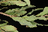  ( - OSBAR000273)  @11 [ ] Copyright (2014) Florida Museum of Natural History Florida Museum of Natural History