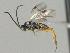  ( - CNC1609592)  @11 [ ] by-sa - CreativeCommons  Attribution Share-Alike (2119) Melanie Beaudin Canadian National Collection of Insects, Arachnids and Nematodes