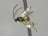  ( - CNC1901573)  @11 [ ] by-sa - CreativeCommons  Attribution Share-Alike (2273) Melanie Beaudin Canadian National Collection of Insects, Arachnids and Nematodes