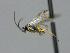  ( - CNC770853)  @11 [ ] by-sa - CreativeCommons  Attribution Share-Alike (2450) Melanie Beaudin Canadian National Collection of Insects, Arachnids and Nematodes