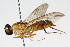  (Ptecticus trivittatus - DP-OUBS-0070)  @14 [ ] CreativeCommons - Attribution (2010) Unspecified Centre for Biodiversity Genomics